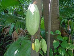 La production mondiale de cacao 