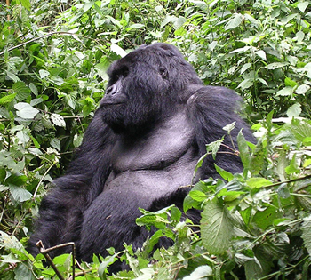 gorille Journée mondiale de la vie sauvage