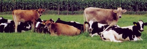 Du lait humain produit par les vaches