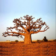 Baobab - Adansonia Digitata - Tree Nation