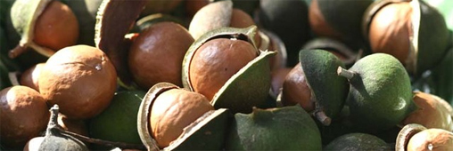 La noix de macadamia, l'anticholestérol par excellence