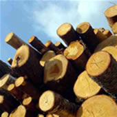 exportations bois grumes