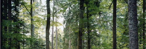 La forêt et le bois français pillés