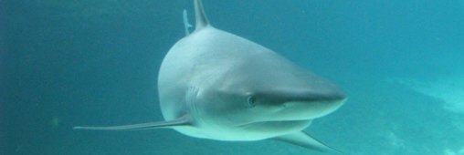 10 animaux qui tuent bien plus que les requins 
