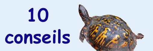 10 conseils pour adopter une tortue