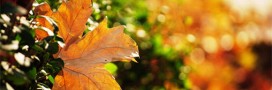 Que faire au jardin en octobre ?