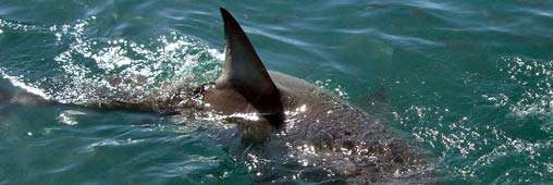 Le Costa Rica bannit le shark finning    