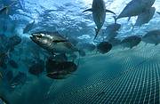 Quotas de pêche au thon rouge, hausse prématurée - consoGlobe