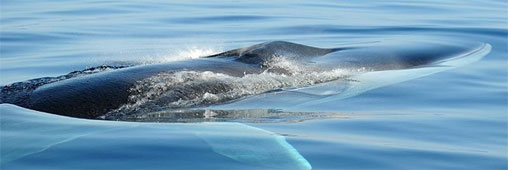 baleine sauvetage 