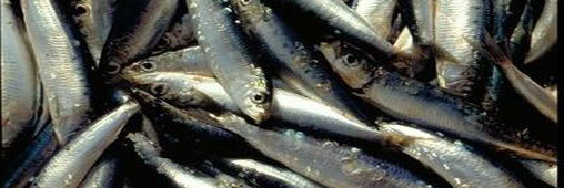 La sardine, idéale pour faire le plein de vitamines !