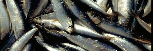 La sardine, idéale pour faire le plein de vitamines !