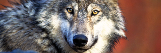 80 % des Français favorables aux loups
