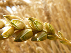 Graine de blé - Gluten