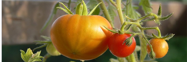 Que faire au jardin et au potager au mois de juin ?