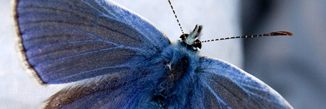 La lente extinction des papillons, en images