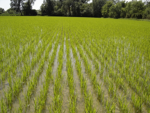Rizière bio au stade du tallage du riz (Camargue) image Inra.