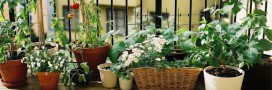 5 plantes qui adorent pousser en intérieur
