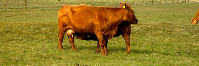 plaza athénée sans viande