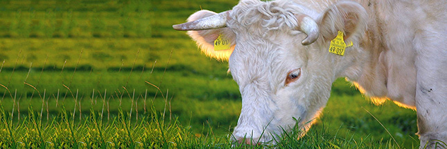 Consommation de viande bio en France  