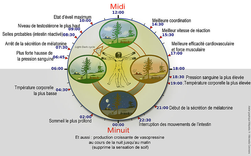 L'homme en 24 heure