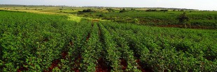 La biodiversité agricole cultivée dans des "laboratoires hors-murs"