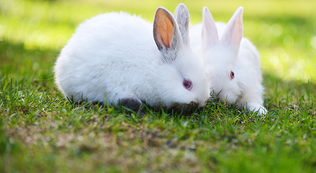 © Shutterstock - two funny white rabbits in grass - http://www.shutterstock.com/fr/pic-277383638/stock-photo-two-funny-white-rabbits-in-grass.html? data-cke-saved-src=RnEFyOUDFetVQIlcBr0B4w-1-1 src=RnEFyOUDFetVQIlcBr0B4w-1-1